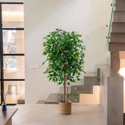 Artificial Plant Ficus Tree, Maia Shop For Home And Office Decoration, 150Cm - thumbnail 2
