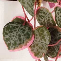 Leaf 90Cm Artificial Potted Hanging Trailing Pink Plant - String Of Hearts - thumbnail 2