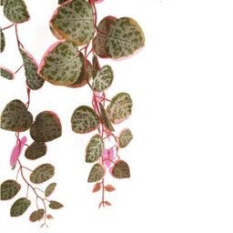 Leaf 90Cm Artificial Potted Hanging Trailing Pink Plant - String Of Hearts - thumbnail 4