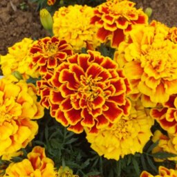 Gardeners Dream Marigold French Durango Bee Colourful Flowering Bedding Garden Plants 6 Pack - thumbnail 4