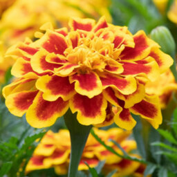 Gardeners Dream Marigold French Durango Bee Colourful Flowering Bedding Garden Plants 6 Pack - thumbnail 1