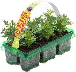 Gardeners Dream Marigold French Durango Bee Colourful Flowering Bedding Garden Plants 6 Pack - thumbnail 2
