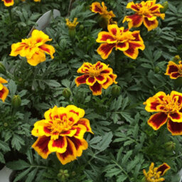Gardeners Dream Marigold French Durango Bee Colourful Flowering Bedding Garden Plants 6 Pack - thumbnail 3