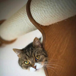 SolaDirect Sisal Rope For Cat Scratcher Cat Tree Repairing - 50 M / 164 Ft Of 8 mm Natural Sisal Rope For Scratching Post Tower Replacement - thumbnail 6