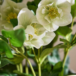 Dibor Classic Faux White Peonies In White Flower Vase H71 X Dia46Cm - thumbnail 3