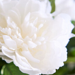 Dibor Classic Faux White Peonies In White Flower Vase H71 X Dia46Cm - thumbnail 2