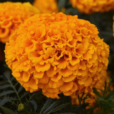 Gardeners Dream Marigold American Marvel Orange Colourful Flowering Bedding Plants 6 Pack - image 1