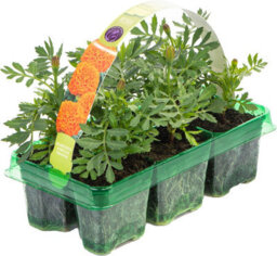 Gardeners Dream Marigold American Marvel Orange Colourful Flowering Bedding Plants 6 Pack - thumbnail 2