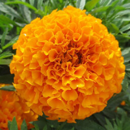 Gardeners Dream Marigold American Marvel Orange Colourful Flowering Bedding Plants 6 Pack - thumbnail 4
