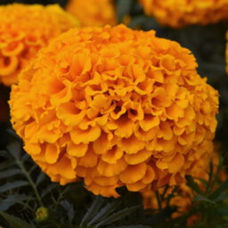 Gardeners Dream Marigold American Marvel Orange Colourful Flowering Bedding Plants 6 Pack - thumbnail 1