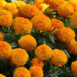 Gardeners Dream Marigold American Marvel Orange Colourful Flowering Bedding Plants 6 Pack - thumbnail 3