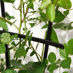 Garden Gear 1.2 Metre Fan Pot Trellis, Plastic Coated Steel Outdoor Decorative Plant Support, Weather Resistant (1) - thumbnail 3
