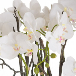 Wyld Haus Large Artificial Orchid In Rustic Stone Pot With Aerial Roots - thumbnail 2
