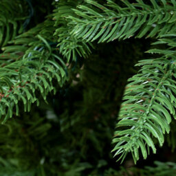 Christmas Tree World The 7Ft/210Cm Outdoor Ultra Slim Mixed Pine - thumbnail 6