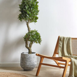 Wyld And Coco Laurel Living 160Cm Lifelike Artificial Potted Plant - Green Leaves With Black Pot - thumbnail 2