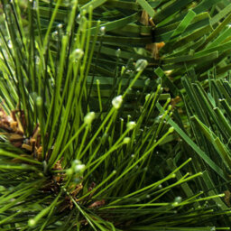 Christmas Tree World The 3Ft/90Cm Majestic Dew Pine Potted Tree (Outdoor) - thumbnail 6