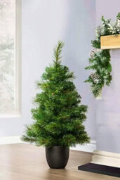 Christmas Tree World The 3Ft/90Cm Majestic Dew Pine Potted Tree (Outdoor) - thumbnail 1