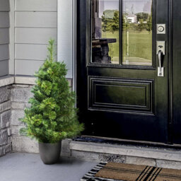 Christmas Tree World The 3Ft/90Cm Majestic Dew Pine Potted Tree (Outdoor) - thumbnail 2