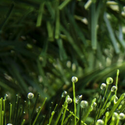 Christmas Tree World The 3Ft/90Cm Majestic Dew Pine Potted Tree (Outdoor) - thumbnail 3