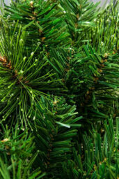 Christmas Tree World The 3Ft/90Cm Majestic Dew Pine Potted Tree (Outdoor) - thumbnail 8