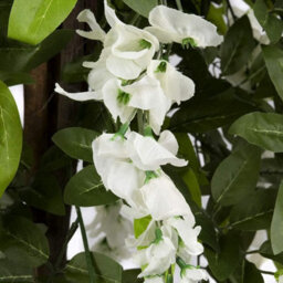 GreenBrokers Premium Artificial White Wisteria Tree, Lifelike Uv-Protected Potted Plant, Maintenance-Free, Indoor & Outdoor Decor (4Ft/130Cm) - thumbnail 4