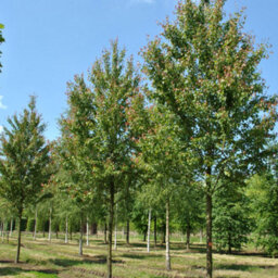 Gardeners Dream Acer Summer Red Tree - Vibrant Red Foliage, Compact Size, Hardy (5-6Ft) - thumbnail 3