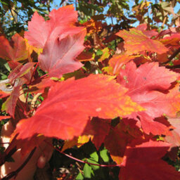 Gardeners Dream Acer Summer Red Tree - Vibrant Red Foliage, Compact Size, Hardy (5-6Ft) - thumbnail 2