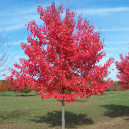 Gardeners Dream Acer Summer Red Tree - Vibrant Red Foliage, Compact Size, Hardy (5-6Ft) - thumbnail 1