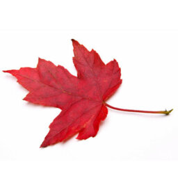 Gardeners Dream Acer Summer Red Tree - Vibrant Red Foliage, Compact Size, Hardy (5-6Ft) - thumbnail 5