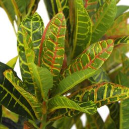 Xample 150Cm Artificial Ficus Elastica Variegata Realistic Faux Rubber Tree For Home & Office Lush Indoor & Outdoor Decorative Plant - thumbnail 3