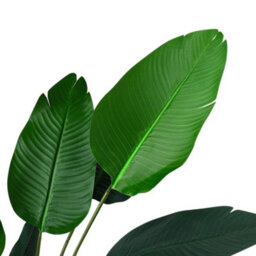 Living And Home Artificial Plant House Plant Indoor Plant Fake Banana Tree In Black Pot 180 Cm - thumbnail 5