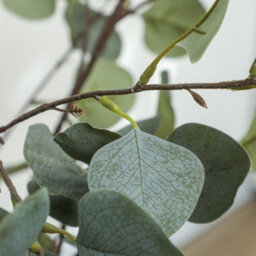 Homcom 2 Pack Artificial Plants, Faux Silk Eucalyptus Trees, 120Cm - thumbnail 9