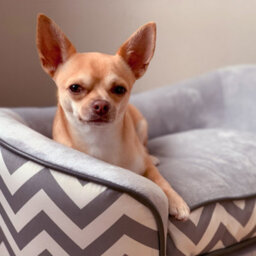 Pawhut Dog Sofa Pet Couch For Xs Dogs W/ Removable Sponge Padded Cushion - Grey - thumbnail 8