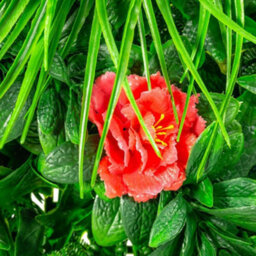 Primrose Artificial Mixed Plants Red Rose Green Wall Hedge Panel 1M X 1M - thumbnail 6