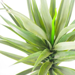 Leaf 90Cm (3Ft) Large Artificial Green Yukka Plant Spiky Tree Plant - thumbnail 3