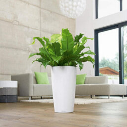 75Cm Tall Planter, White Plastic Self-Watering Large Plant Pot With Water Level Indicator Lechuza Rondo D40 H75 Cm - thumbnail 6