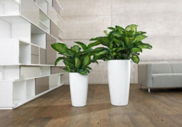 75Cm Tall Planter, White Plastic Self-Watering Large Plant Pot With Water Level Indicator Lechuza Rondo D40 H75 Cm - thumbnail 7