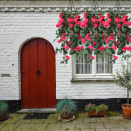 Neel Blue Rose Red Artificial Rose Flower Hanging Vines Silk Garland, 18 Flowers, 110Cm(3.6Ft) - thumbnail 4