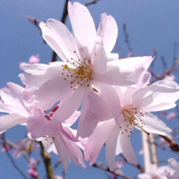 Gardeners Dream Prunus Autumnalis Tree - White-Light Pink Flowers, Colourful Autumn Foliage, Ornamental (5-6Ft) - thumbnail 6