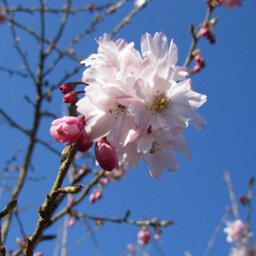 Gardeners Dream Prunus Autumnalis Tree - White-Light Pink Flowers, Colourful Autumn Foliage, Ornamental (5-6Ft) - thumbnail 5