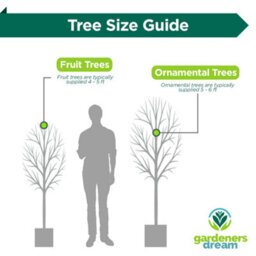 Gardeners Dream Prunus Autumnalis Tree - White-Light Pink Flowers, Colourful Autumn Foliage, Ornamental (5-6Ft) - thumbnail 7