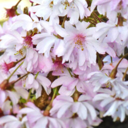 Gardeners Dream Prunus Autumnalis Tree - White-Light Pink Flowers, Colourful Autumn Foliage, Ornamental (5-6Ft) - thumbnail 2