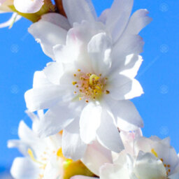 Gardeners Dream Prunus Autumnalis Tree - White-Light Pink Flowers, Colourful Autumn Foliage, Ornamental (5-6Ft) - thumbnail 1