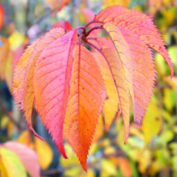 Gardeners Dream Prunus Autumnalis Tree - White-Light Pink Flowers, Colourful Autumn Foliage, Ornamental (5-6Ft) - thumbnail 4