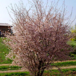 Gardeners Dream Prunus Autumnalis Tree - White-Light Pink Flowers, Colourful Autumn Foliage, Ornamental (5-6Ft) - thumbnail 3