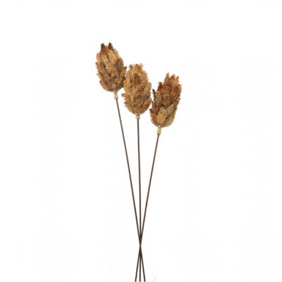 Hill Interiors Protea Dried Plant Natural (One Size) - image 1