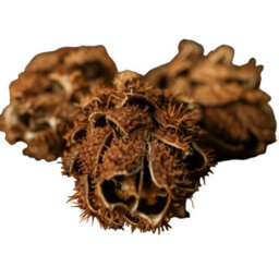 Hill Interiors Protea Dried Plant Natural (One Size) - thumbnail 2