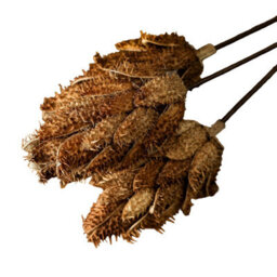 Hill Interiors Protea Dried Plant Natural (One Size) - thumbnail 3