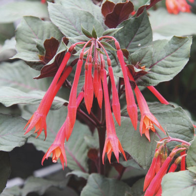 Fuchsia Koralle 6 Plug Plants Bedding Perennial - image 1