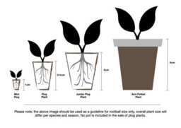 Fuchsia Koralle 6 Plug Plants Bedding Perennial - thumbnail 2